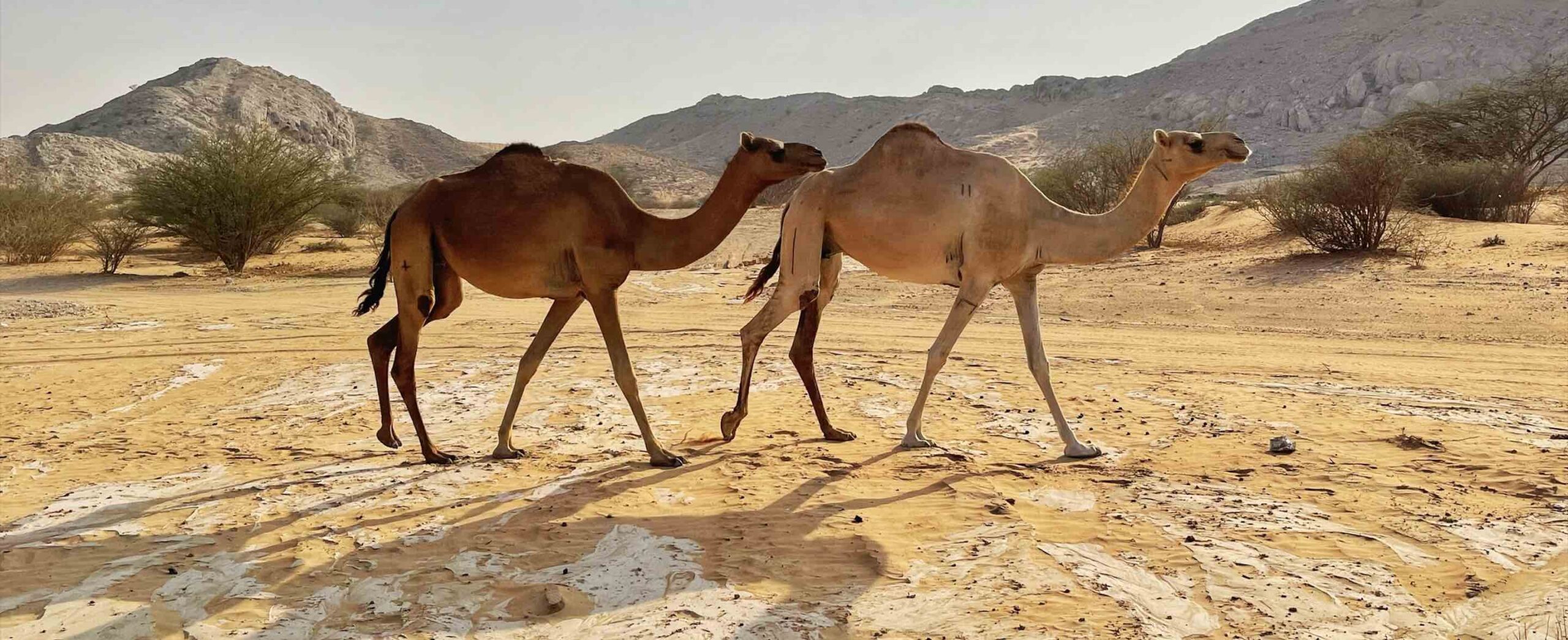 9 cool camel experiences in the UAE