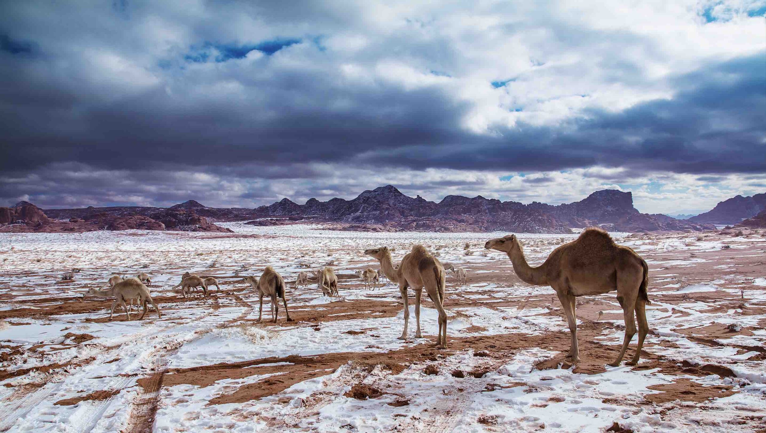 Undiscovered Saudi: The ultimate guide to Tabuk 