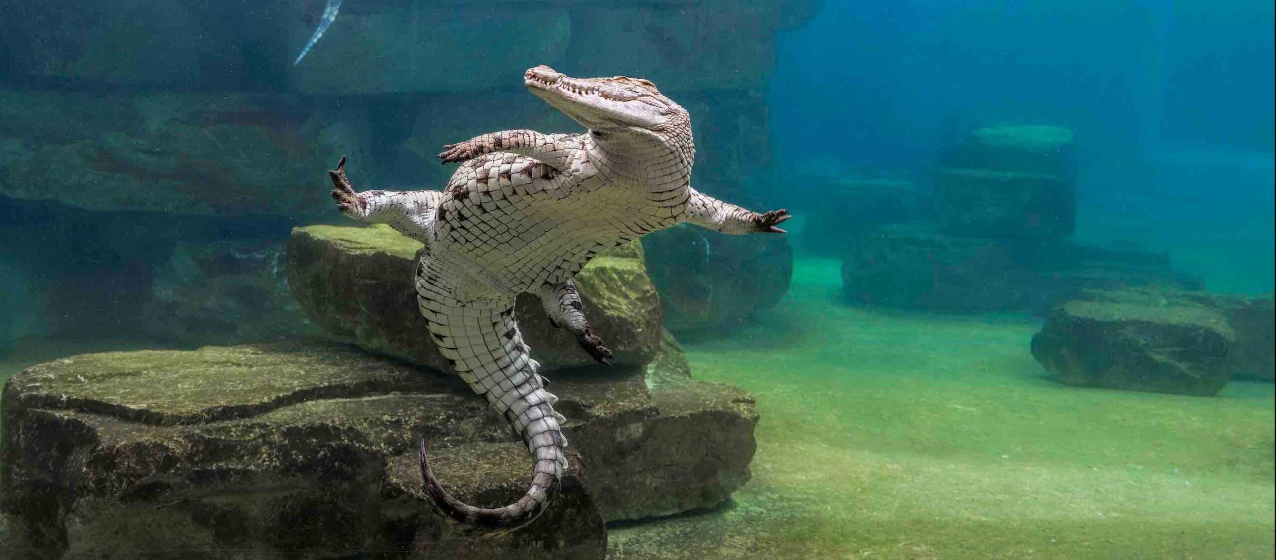 Dubai Crocodile Park is opening in time for Eid&nbsp;