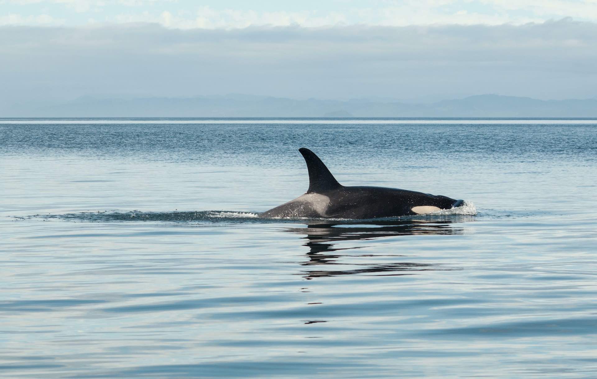 Sheikh Hamdan spots an orca in Jabal Ali 