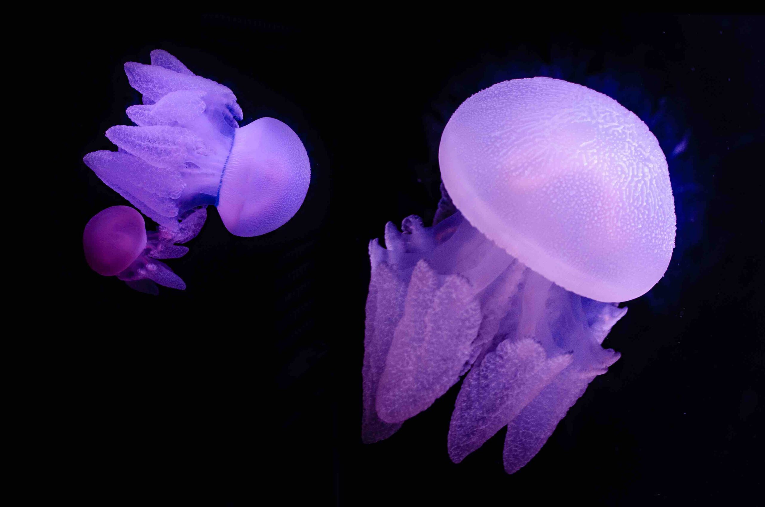 The jellyfish have officially invaded Al Qana