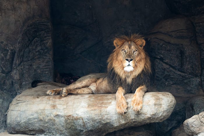 Oman opens sultanate&#8217;s largest wildlife attraction, Safari World