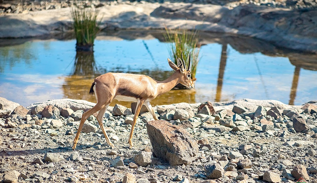 ARAM deer cafe Sharjah